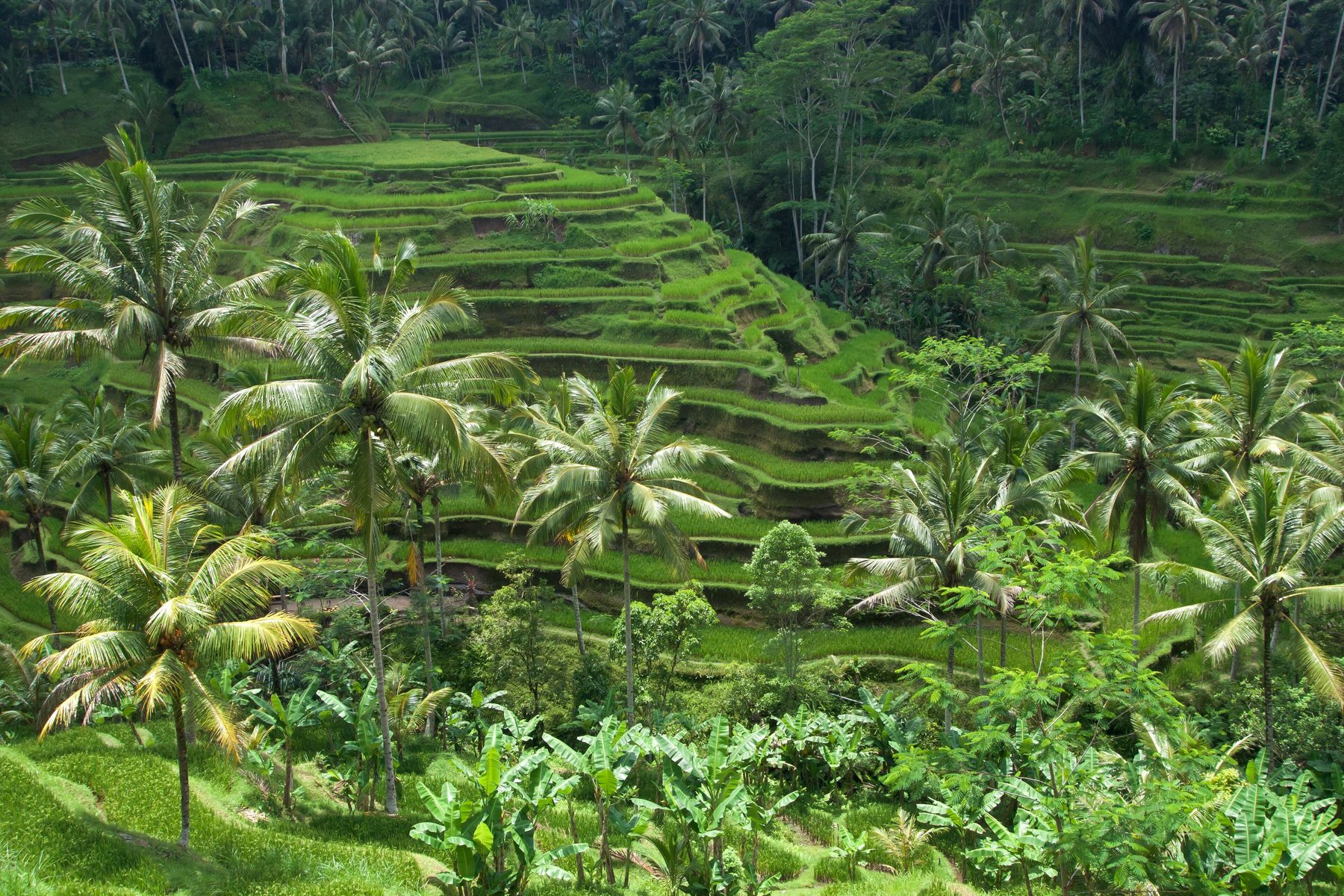 Arrozais em socalcos verdes em Bali, Indonésia
