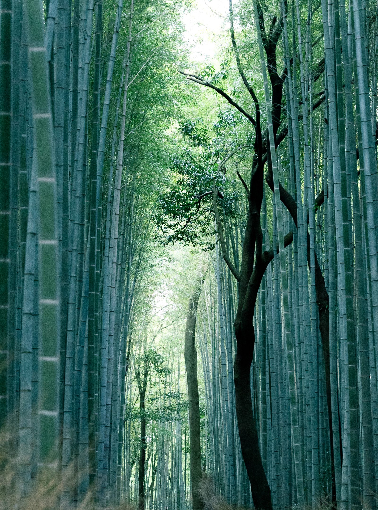 Floresta de bambu de Arashiyama, em Quioto
