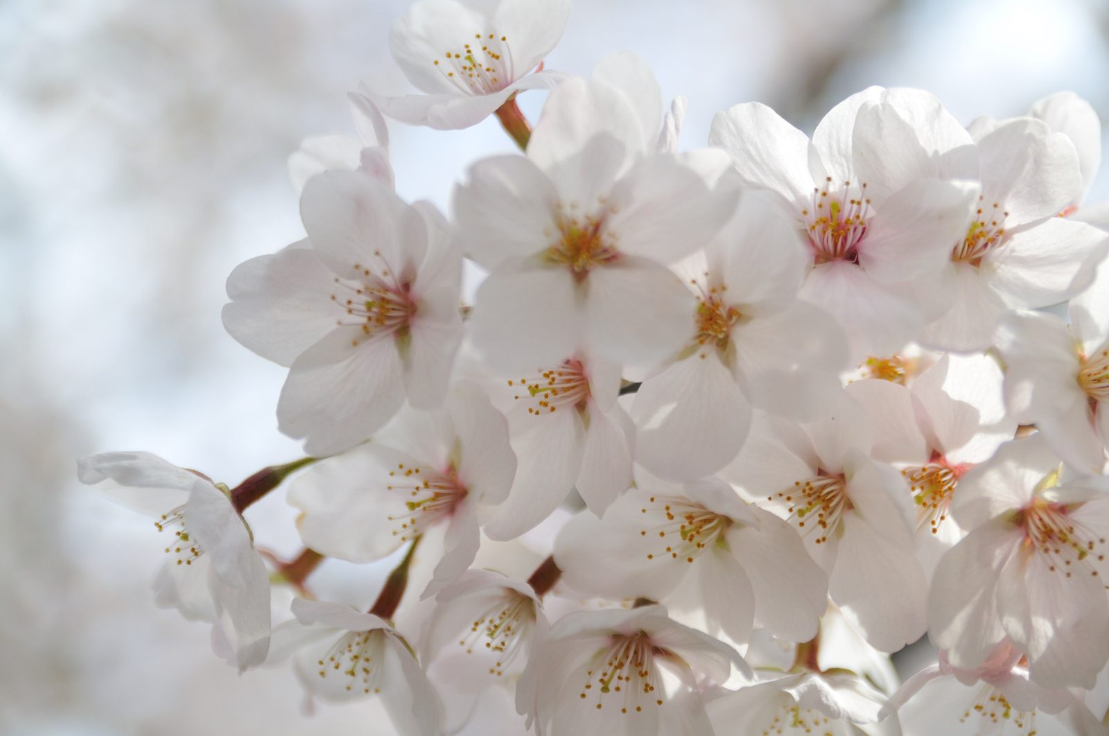 Cerejeiras em flor no Japão