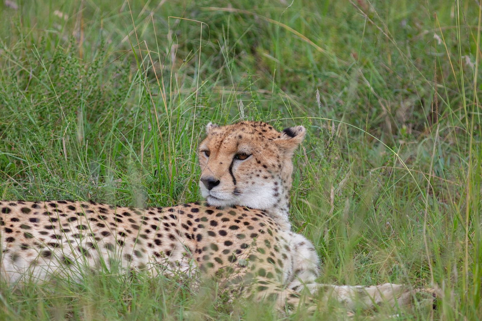 Chita na Reserva Nacional de Masai Mara