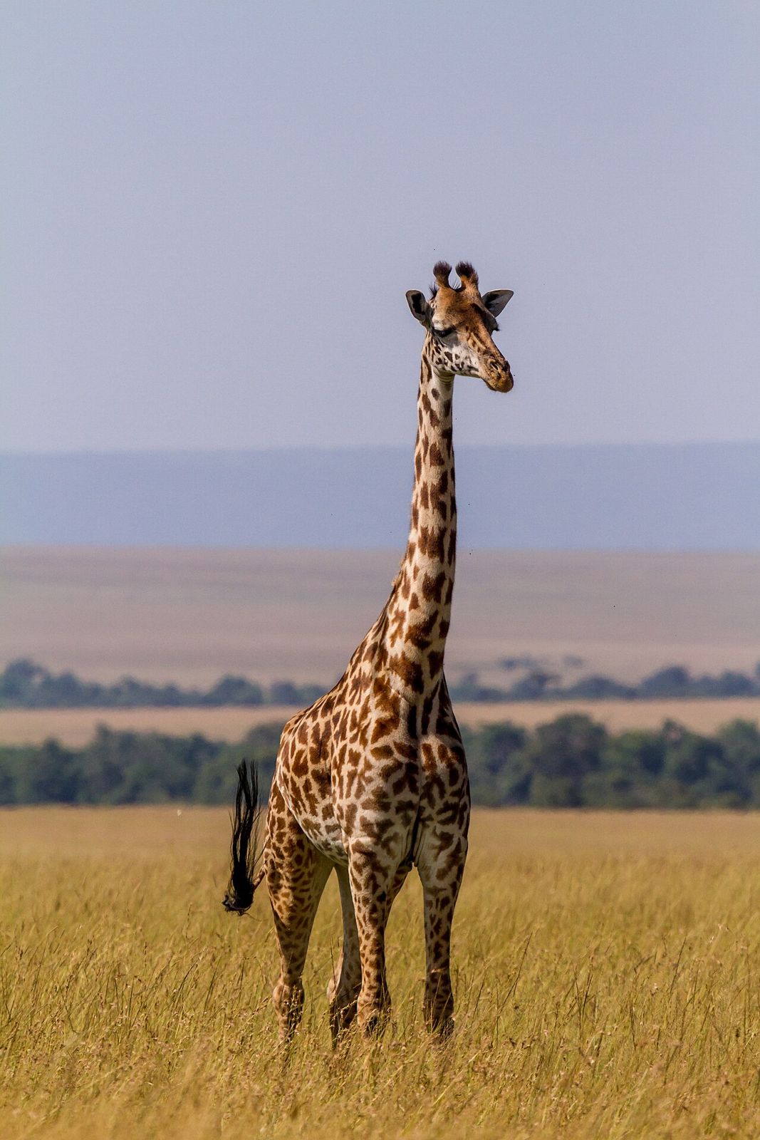 Girafa Masai na savana do Quénia