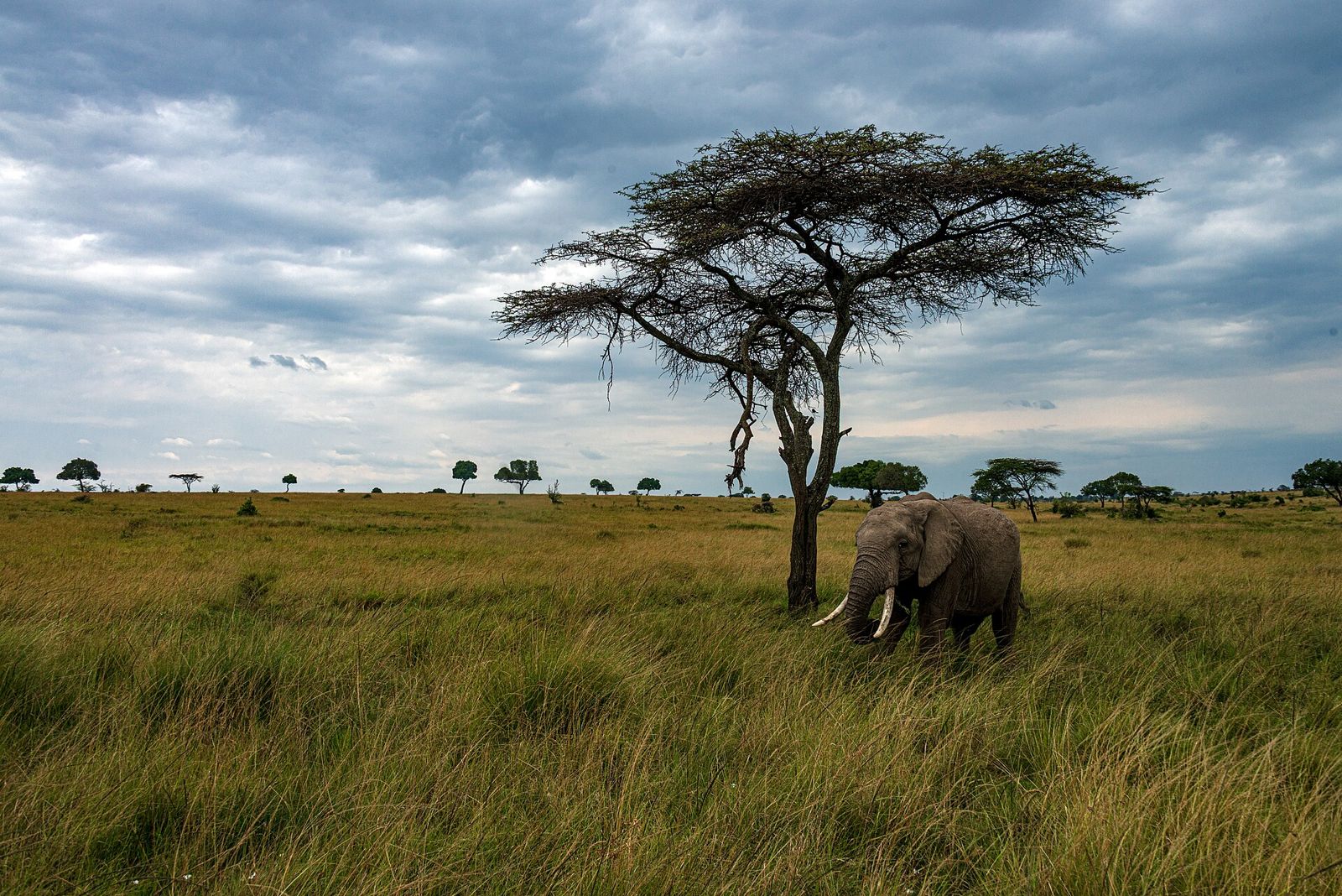 Elefante junto a uma acácia na savana do norte da Masai Mara, Quénia