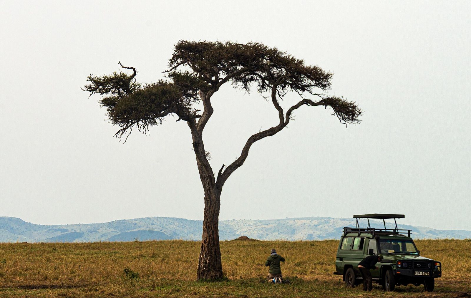Jipe de safari sob uma acácia na savana da Masai Mara