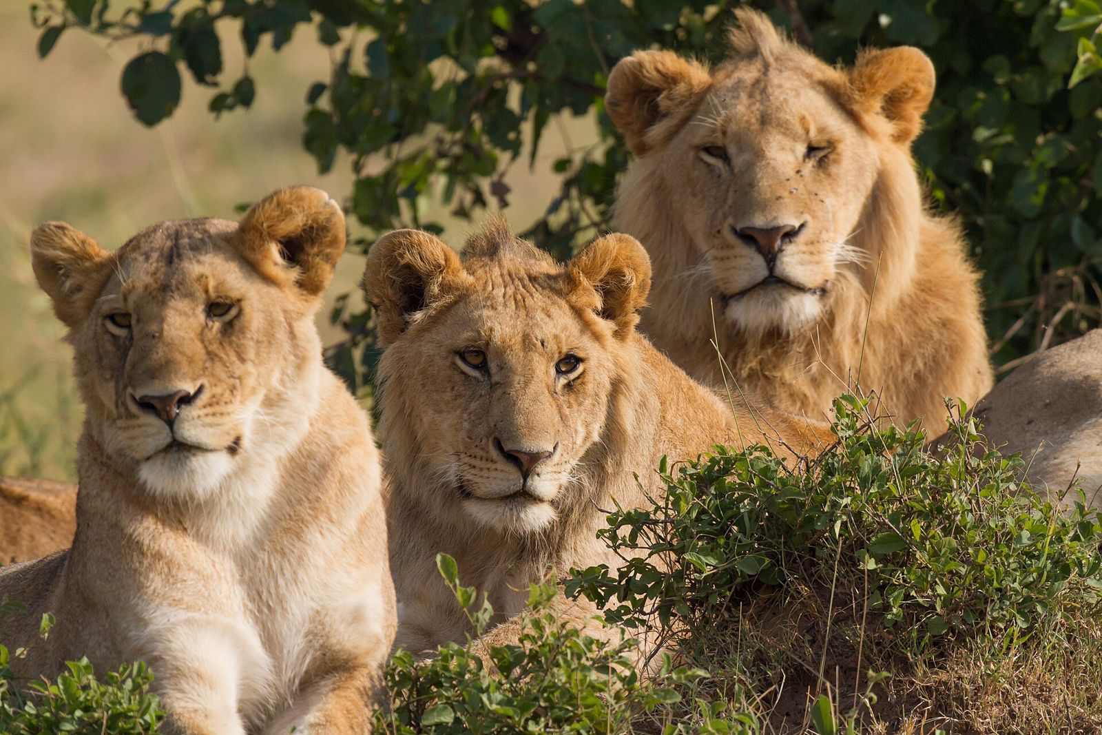 Família de leões na Masai Mara, Quénia