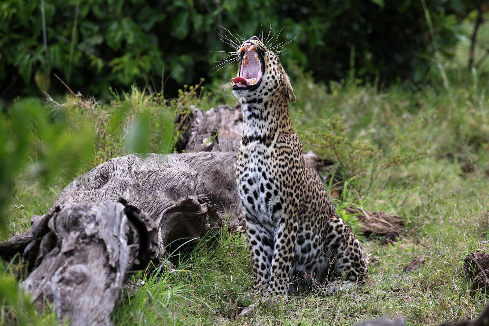 Observar os Big Five no seu habitat