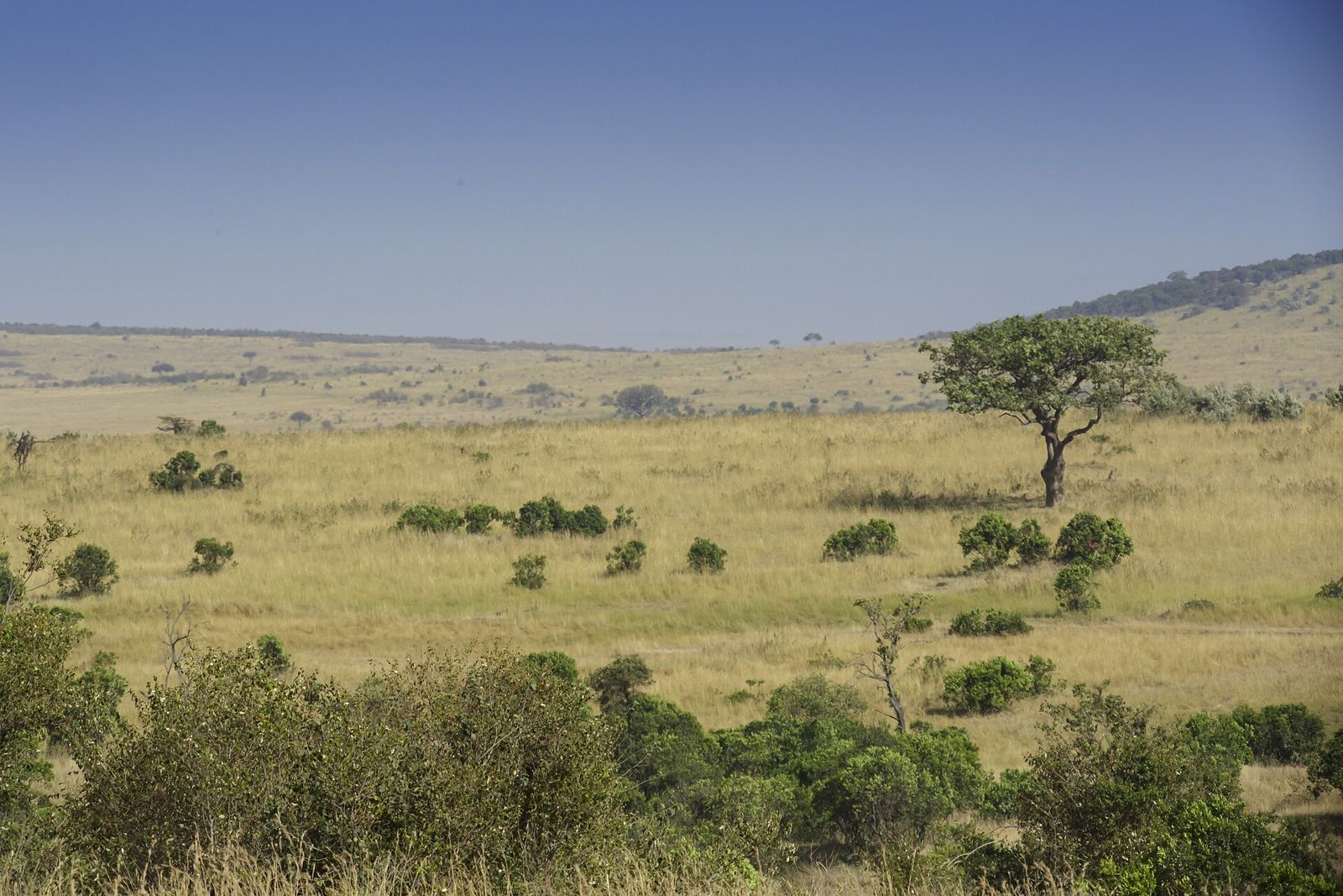 Paisagem panorâmica da Reserva Nacional de Masai Mara, no Quénia