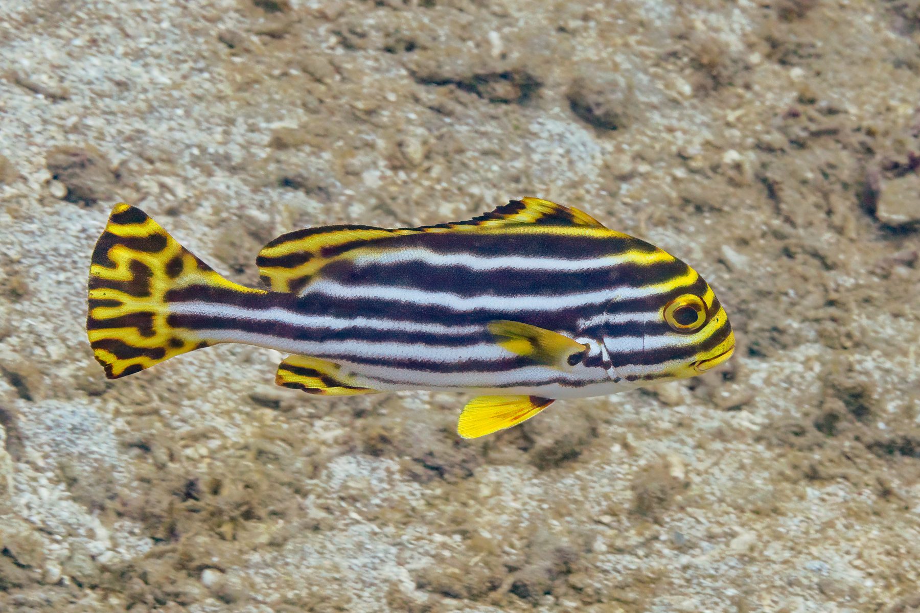 Peixe tropical num recife de coral do Oceano Índico