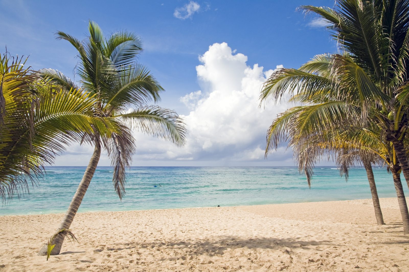 Palmeiras e praia panorâmica na Riviera Maya, México