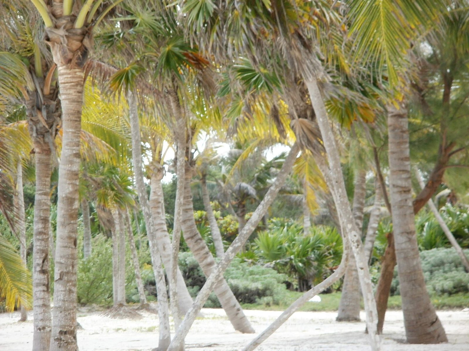 Palmeiras e areia branca em Playa del Carmen