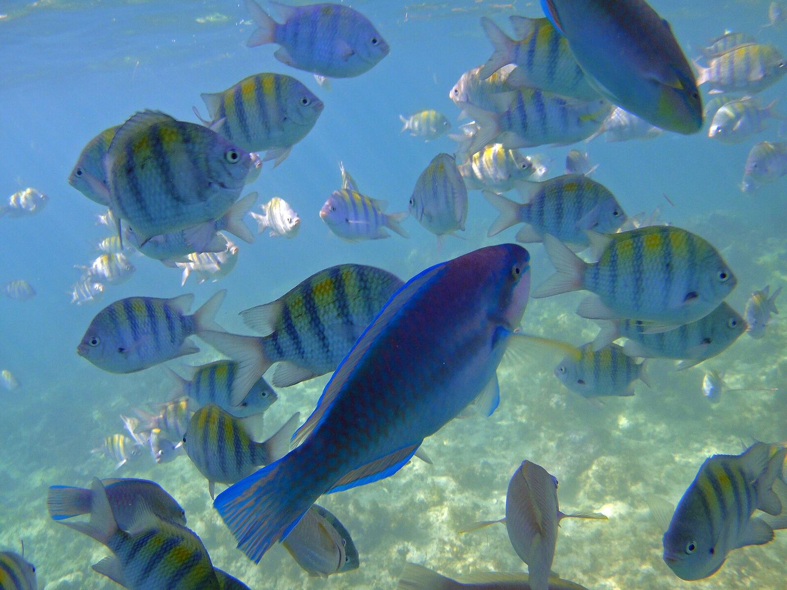Snorkeling em águas cristalinas nas Caraíbas
