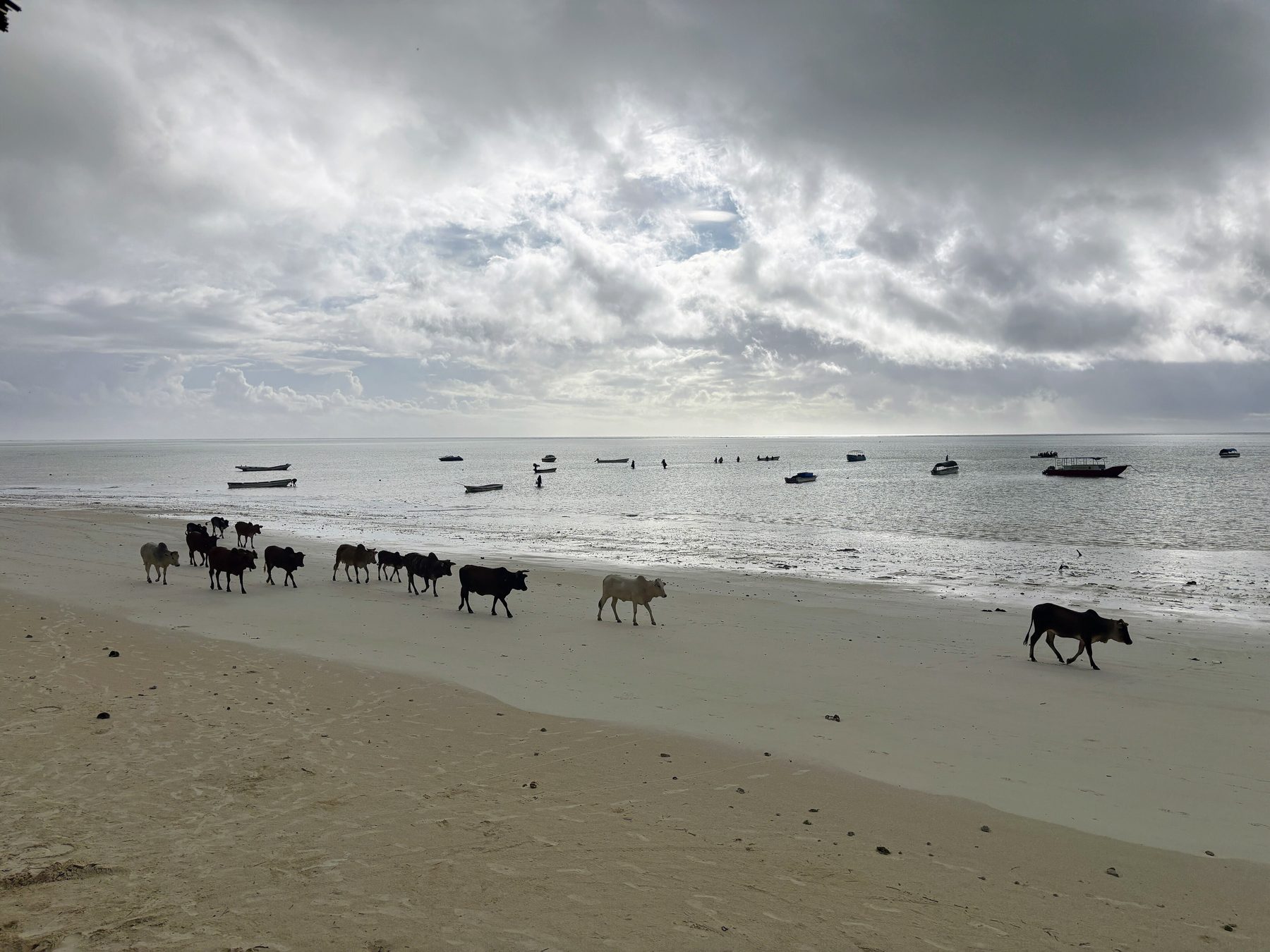 Praia tranquila na costa de Zanzibar ao amanhecer